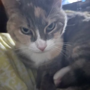 Meet your Posher, Breauna